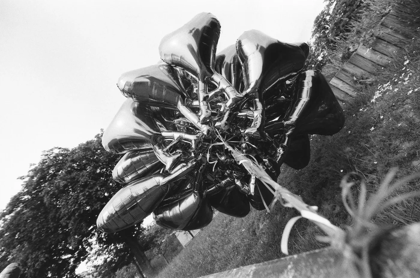 Floraison